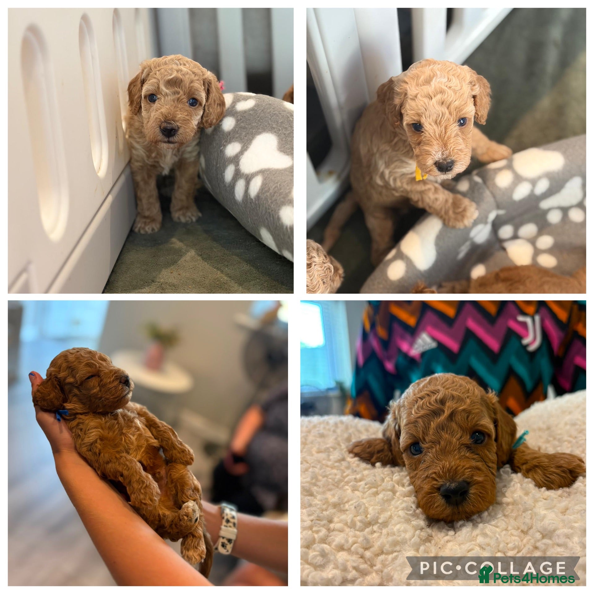 Cavapoo dogs 5 Beautiful f1B Cavapoo puppies 2 male 3 female  - Advert 6