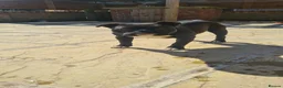 American Bully dogs for sale: PANTHER looking for his forever home - Advert 6