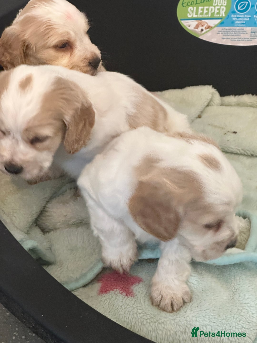 Cocker Spaniel dogs for sale: 1 boy available orange roan  - Advert 11