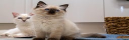Ragdoll cats for sale: 🏅Last 2 GCCF Ragdoll kittens Ready now - Advert 24
