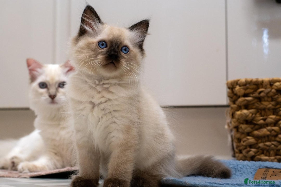 Ragdoll cats for sale: 🏅Last 2 GCCF Ragdoll kittens Ready now - Advert 24