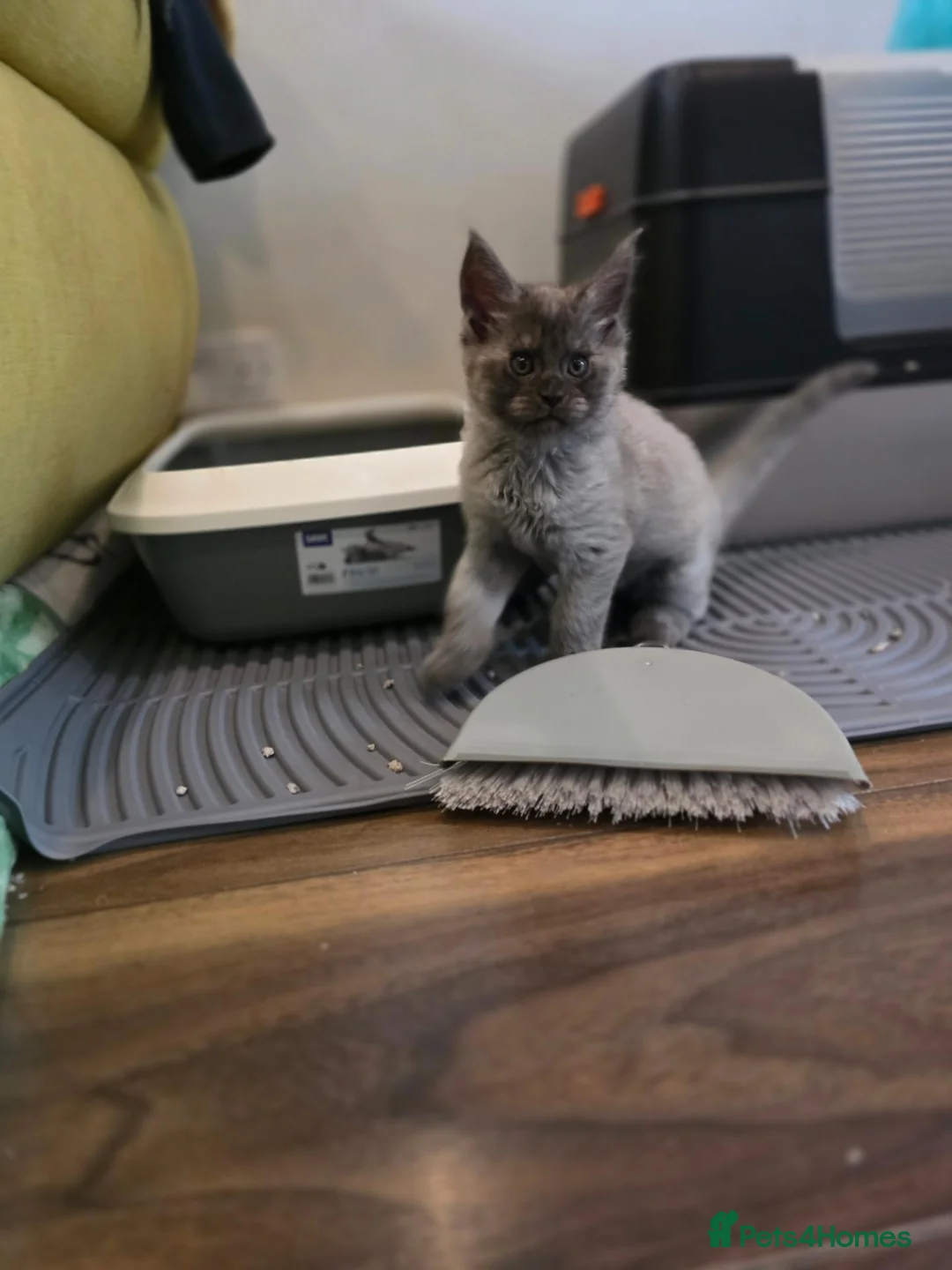 Maine Coon cats for sale: Beautiful main coon  - Advert 17
