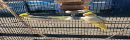 Mixed Breed birds for sale: Cocktails - Advert 1