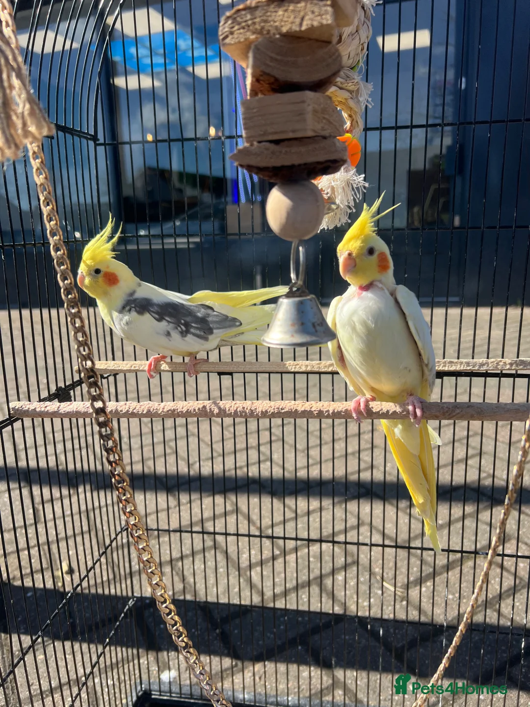 Mixed Breed birds for sale: Cocktails - Advert 1