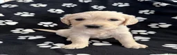 Golden Retriever dogs for sale: Kennel Club Health Tested Golden Retriever Puppies - Advert 9