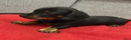 Miniature Dachshund dogs for sale: Beautiful Daches  in Manchester - Advert 13