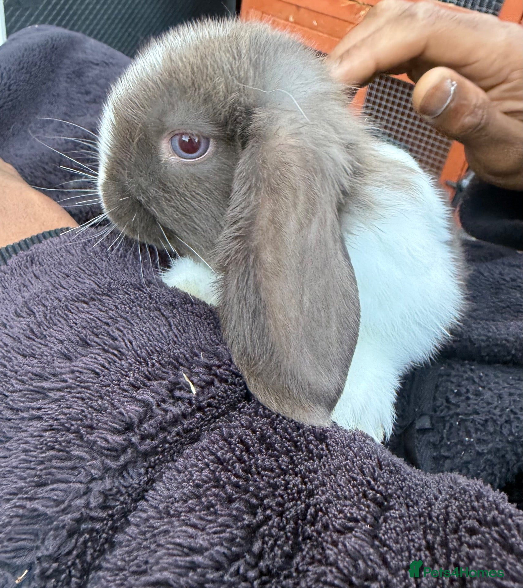 Mini Lop rabbits for sale: Adorable Baby Bunnies Looking for Loving Homes! 🐰 - Advert 7