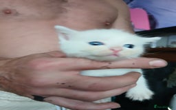 Mixed Breed cats for sale: Beautiful fluffy kittens - Image 2