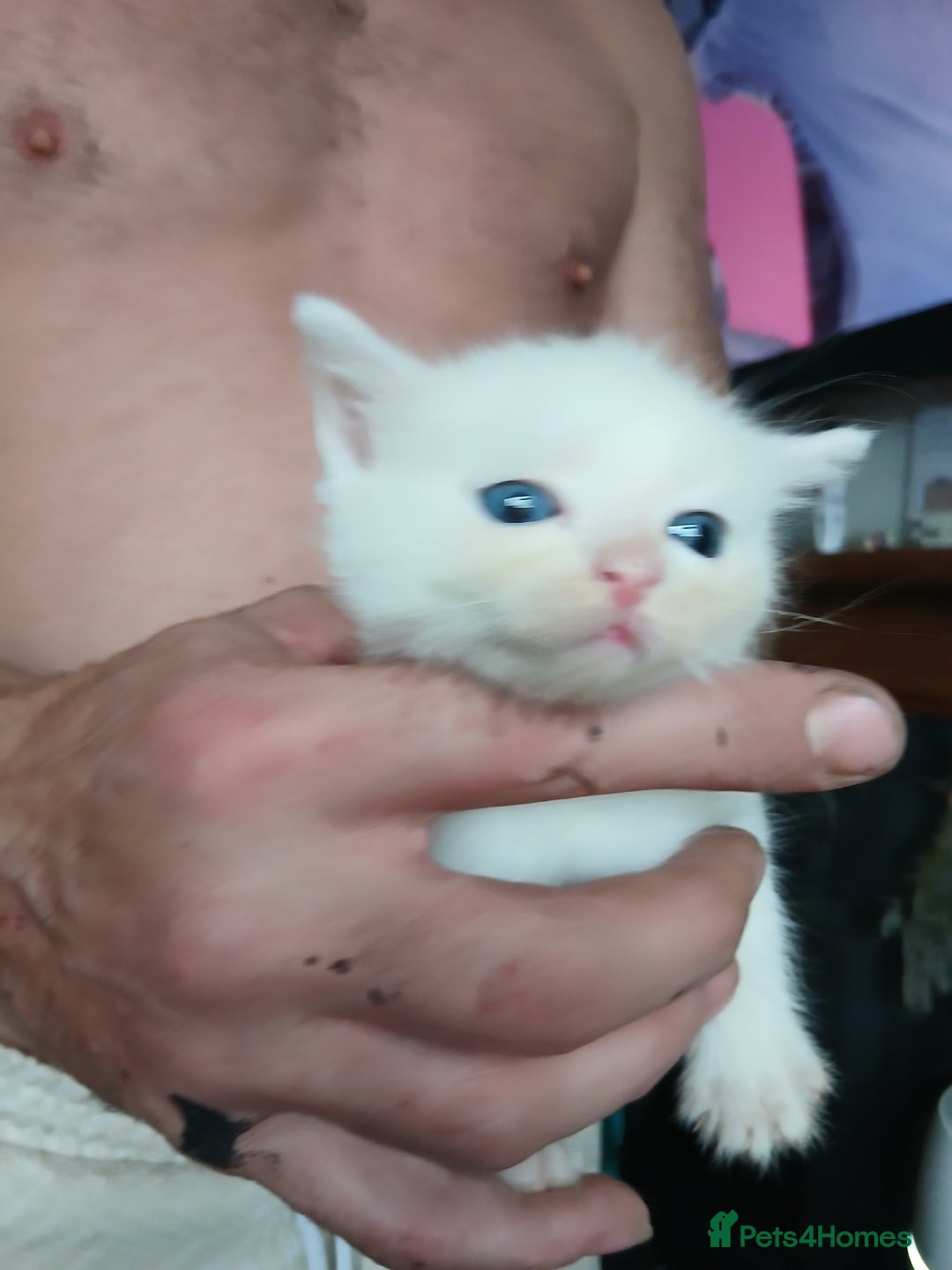 Mixed Breed cats for sale: Beautiful fluffy kittens - Image 2