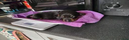 Jackshund dogs for sale: Jackhounds - Advert 7