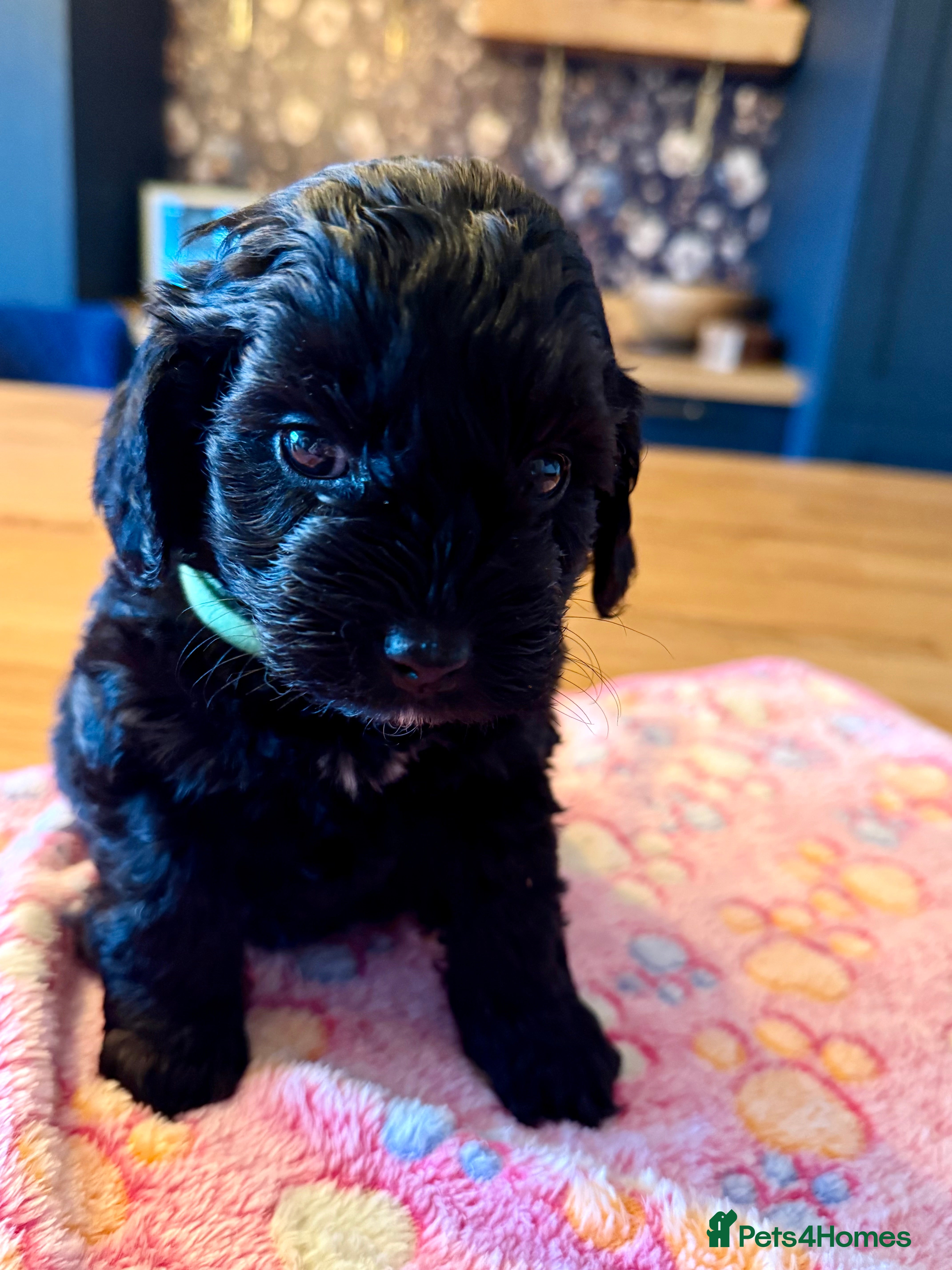 Cockapoo dogs Absolutely stunning cockapoos puppies  - Advert 9