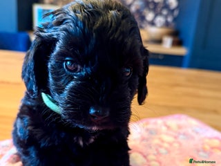 Cockapoo dogs Absolutely stunning cockapoos puppies - Advert 9