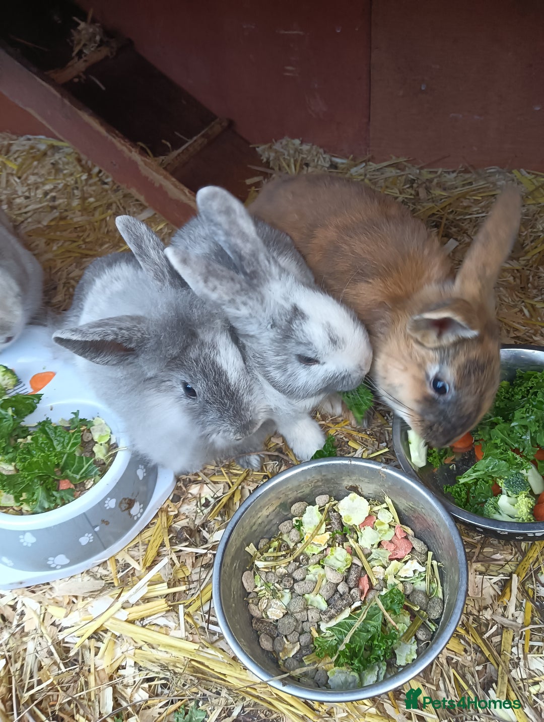 Mixed Breed rabbits for sale: Baby rabbits  - Advert 4