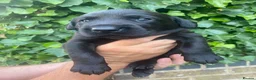 Labrador Retriever dogs for sale: FTCh KG Reg Labrador Puppies - Advert 1