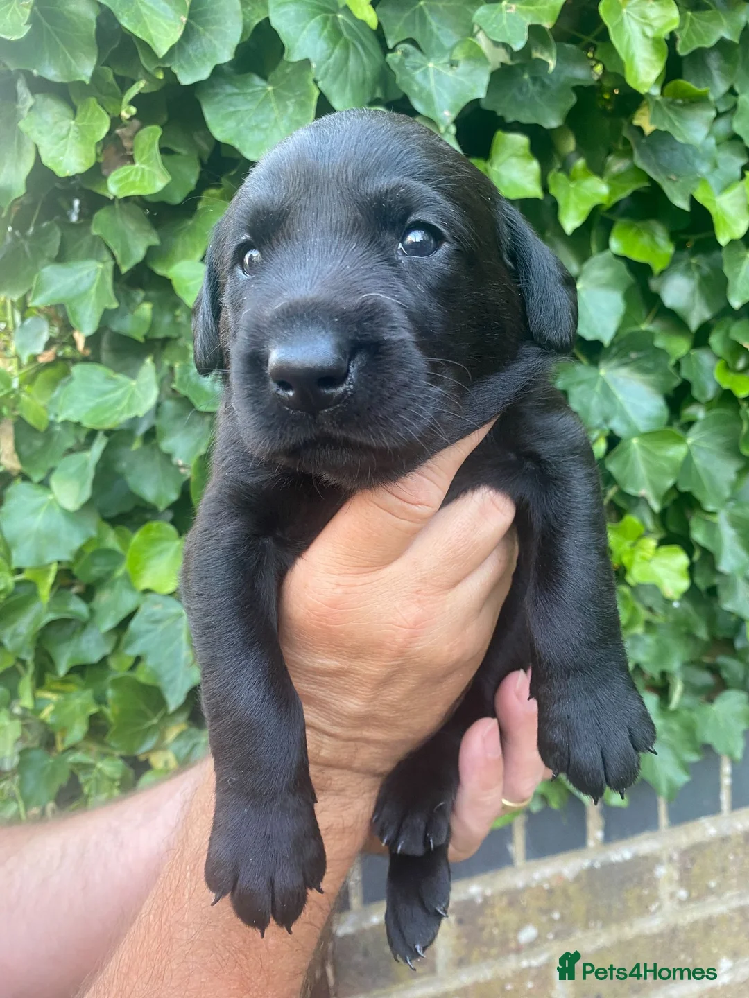 Labrador Retriever dogs for sale: FTCh KG Reg Labrador Puppies - Advert 1