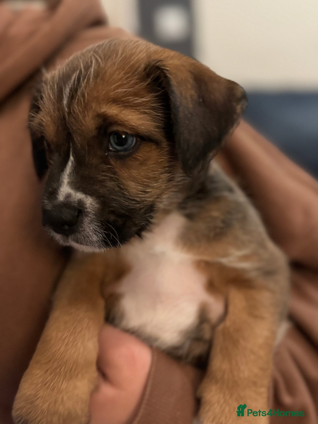 Mixed Breed dogs for sale: 3 mixed breed puppies for sale  - Image 2