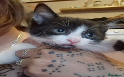 British Shorthair cats for sale: two male tuxedo kittens  - Image 2