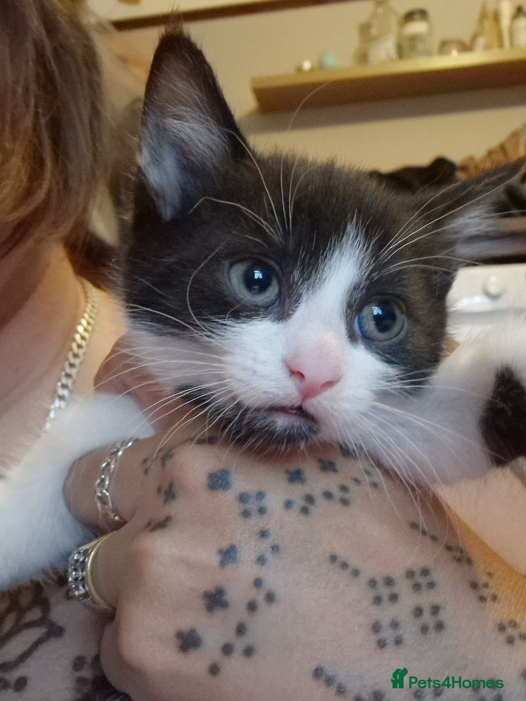 British Shorthair cats for sale: two male tuxedo kittens  - Image 2