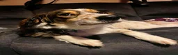 Mixed Breed dogs for adoption: Kori - Badersfield Norfolk  - Advert 21