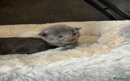Maine Coon cats for sale: Maine Coon Kittens for sale - Image 19