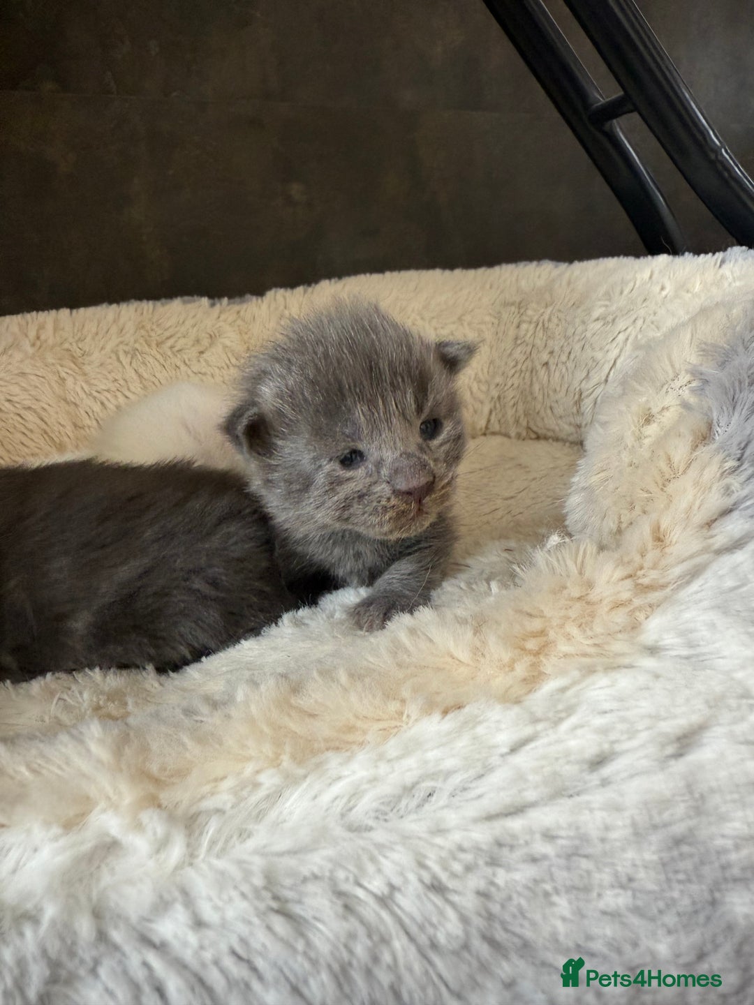 Maine Coon cats for sale: Maine Coon Kittens for sale - Image 19