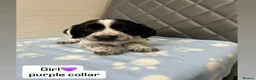 Cocker Spaniel dogs for sale: Beautiful cocker spaniel puppies  - Advert 5