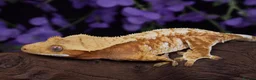Gecko reptiles for sale: High end crested geckos in Burgess Hill - Advert 7