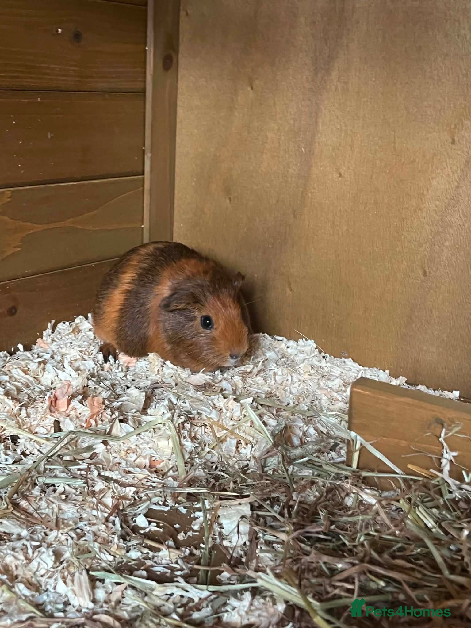 Guinea Pig rodents Guinea pigs female - Advert 6