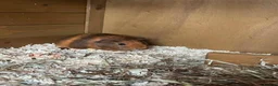 Guinea Pig rodents for sale: Guinea pigs female - Advert 1