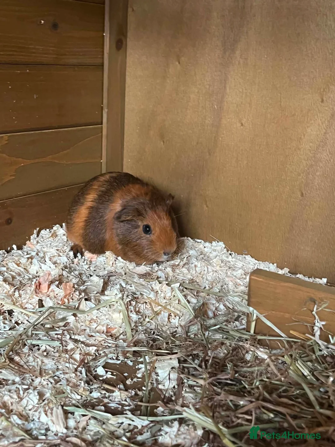 Guinea Pig rodents for sale: Guinea pigs female - Advert 1