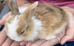 Netherland Dwarf rabbits for sale: Netherland dwarf Dutch  in Hemel Hempstead - Image 5