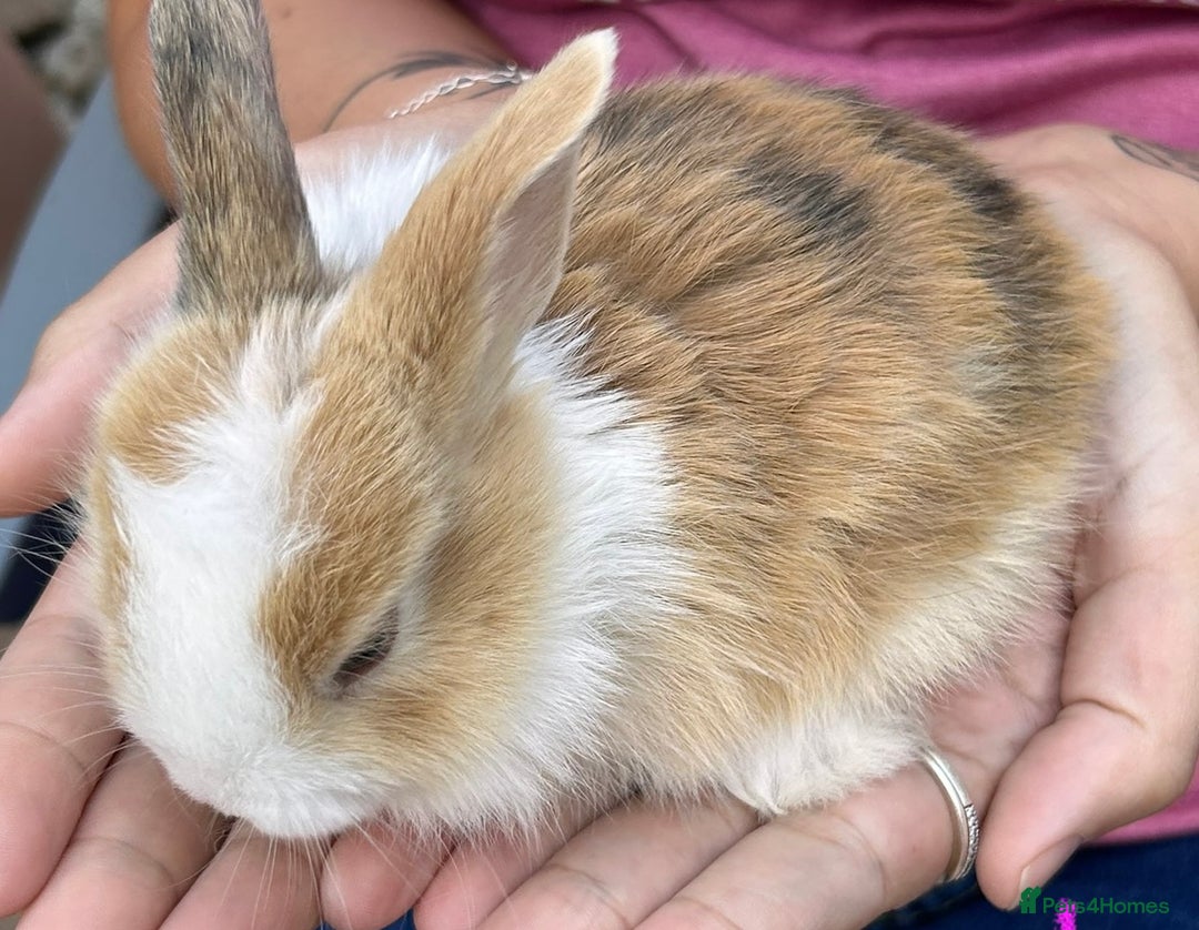 Netherland Dwarf rabbits for sale: Netherland dwarf Dutch  in Hemel Hempstead - Image 5