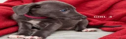 Mixed Breed dogs for sale: Bedlington whippet saluki greyhound puppy’s - Advert 12