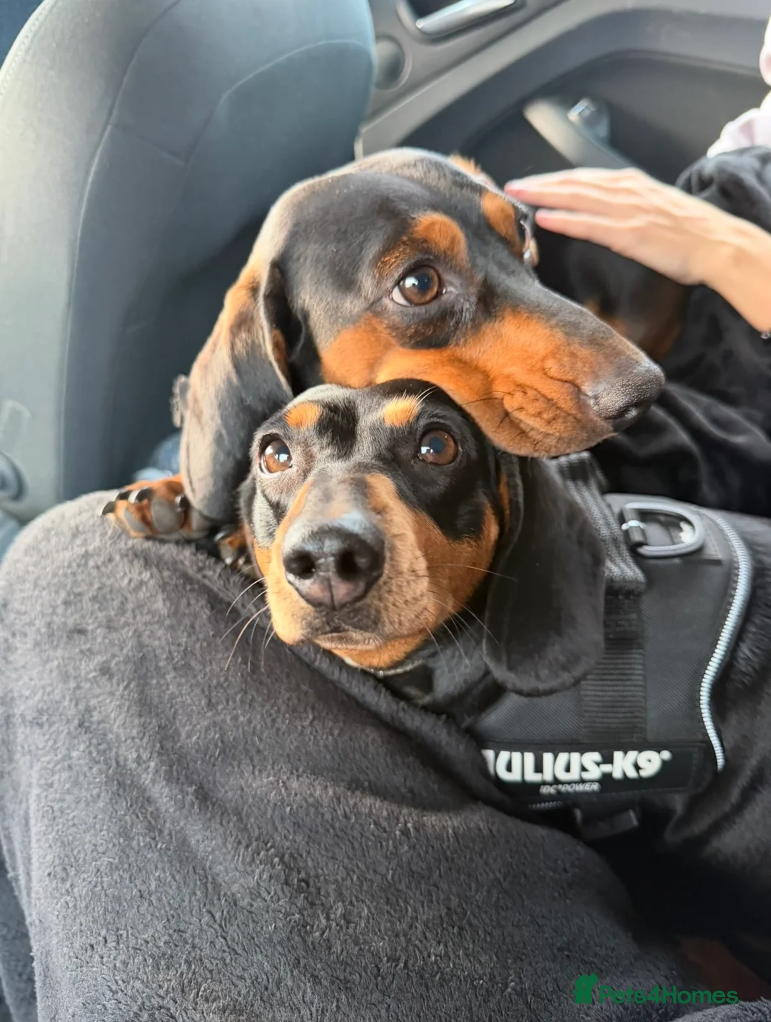 Miniature Dachshund dogs for sale: Miniature Dachshund Puppies - Advert 29