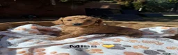 Mini Goldendoodle dogs for sale: Outstanding Goldendoodle puppies  in Whitchurch - Advert 20