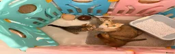 Scottish Fold cats for sale: The Stunning Scottish Fold kittens are ready - Advert 28