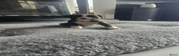 Boxer dogs for sale: Beautiful Kc boxer puppies  - Advert 20
