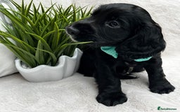 Cocker Spaniel dogs for sale: 2 beautiful cocker spaniels  - Image 7