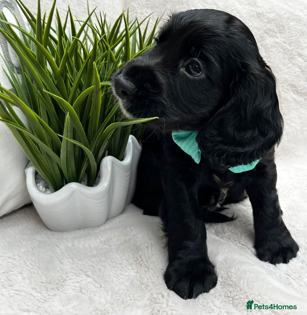 Cocker Spaniel dogs for sale: 2 beautiful cocker spaniels  - Image 7