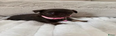 Pink collar