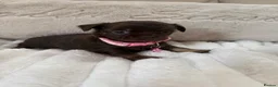 Chihuahua dogs for sale: Stunning litter of chihuahua babies!  - Advert 17