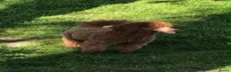 Cavapoo dogs for sale: 🐩🐶🐾FULLY HEALTH CLEAR F1 CAVAPOO🐾🐶🐩  - Advert 23