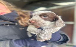 Cocker Spaniel dogs for sale: Working cocker spaniels  - Advert 11