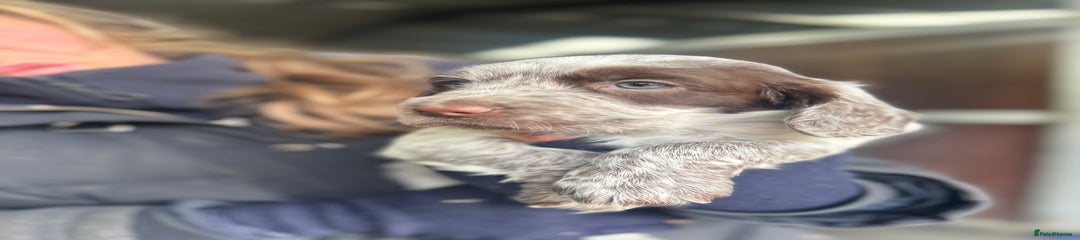 Cocker Spaniel Puppy 2