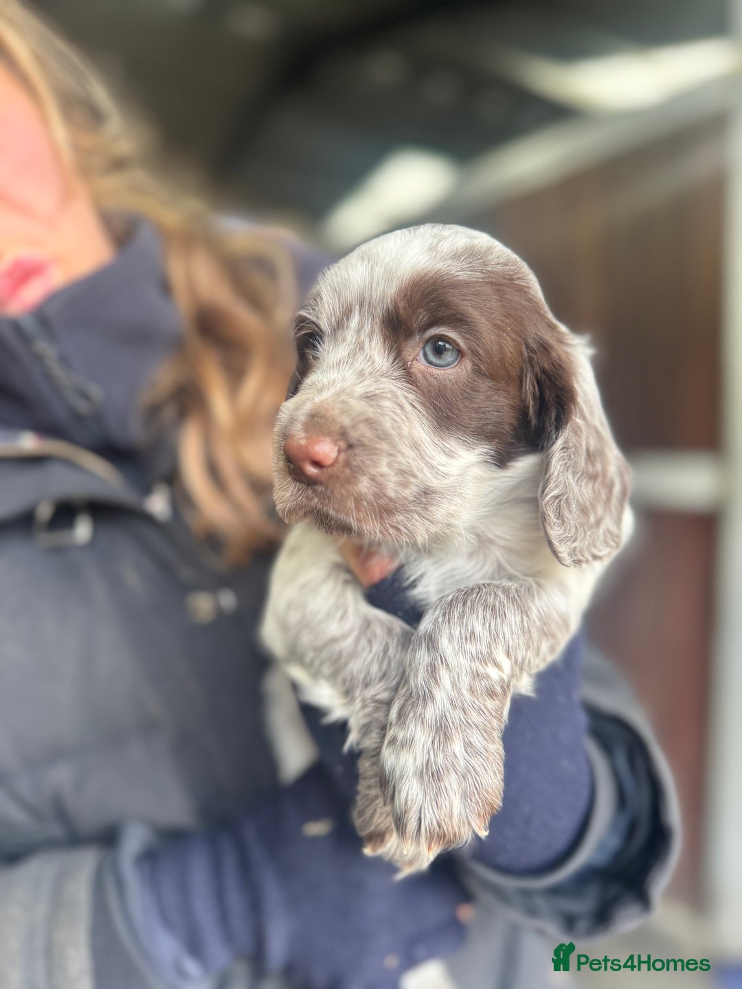 Cocker Spaniel dogs for sale: Working cocker spaniels  - Advert 11