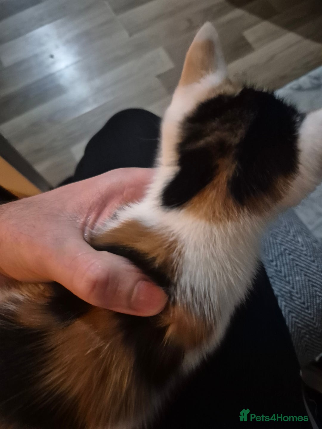 British Shorthair cats for sale: Kitten for sale ( its actually free...) - Advert 6