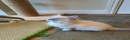 Ragdoll cats for sale: 💖Very Beautiful GCCF Registered Ragdoll Kittens. - Advert 10