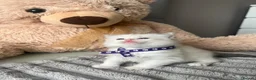 Ragdoll cats for sale: Registered Ragdoll Kittens for sale - Advert 4