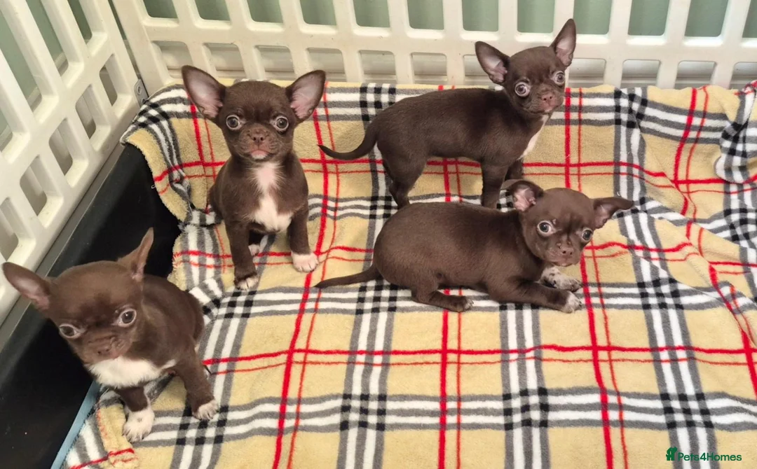 Chihuahua dogs for sale: ❤️Stunning Chocolate Chihuahua Puppies 🐾 - Advert 1