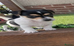 Jack Russell dogs for sale: Jack russell puppies - Image 12